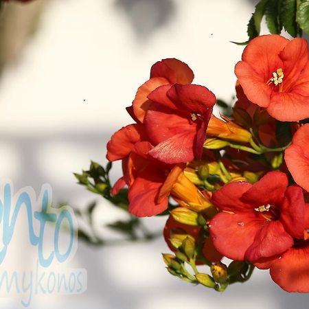 Glastros  Il Vento Mykonos 아파트 외부 사진